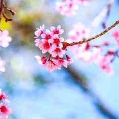 Coupe de Printemps le dimanche 7 avril à Scaër