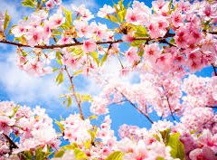 Bonne volonté coupe de printemps
