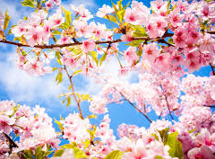 Coupe de printemps le 11 avril